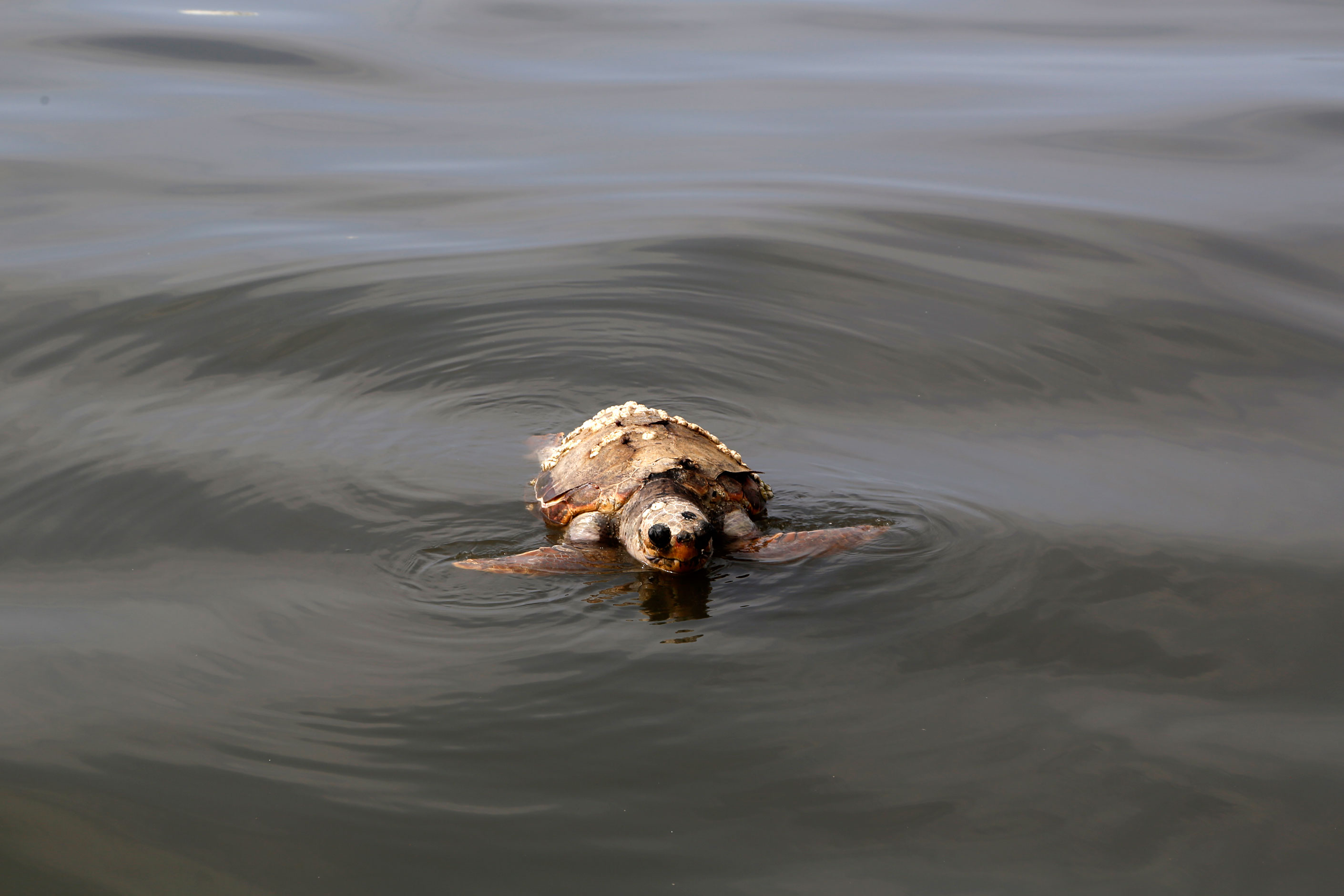 A dead sea turtle floating in the water near the Bourj Hammoud landfill and dumping site.