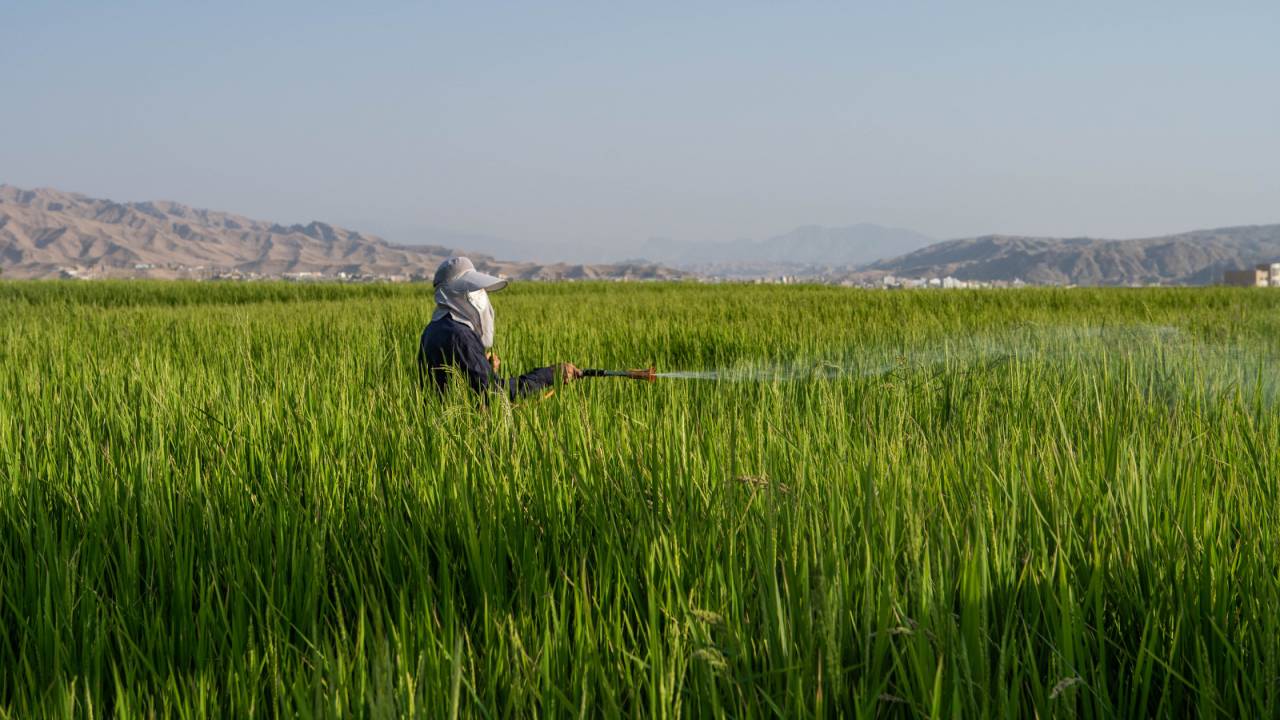 Izeh: Ein Landwirt sprüht auf seinem Reisfeld Pestizide. Reis verbraucht dreimal so viel Wasser wie der Anbau anderer Feldfrüchte - ein Grund für Khusistans Wassermangel.