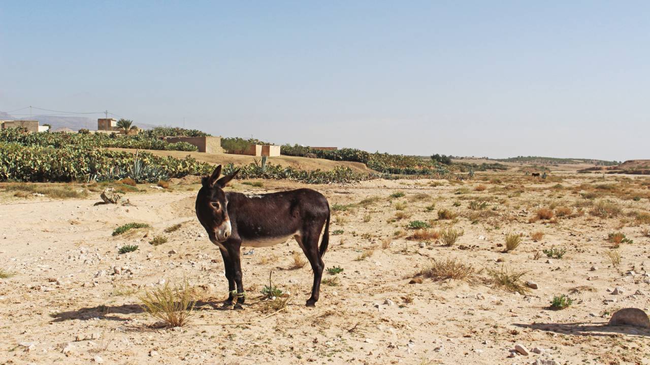 A donkey in the dried-up wadi near where the terrorists appeared on New Year's Eve with an offer the farmer could not refuse.