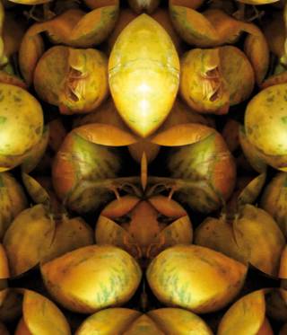 Gelbe Tomaten Gelbe Tomaten