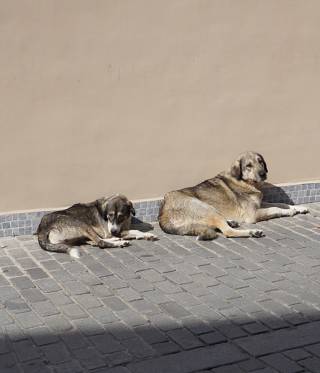 Law on Stray Dogs in Turkey